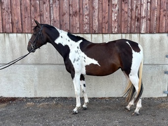 "Melody" Coloured Mare All Rounder