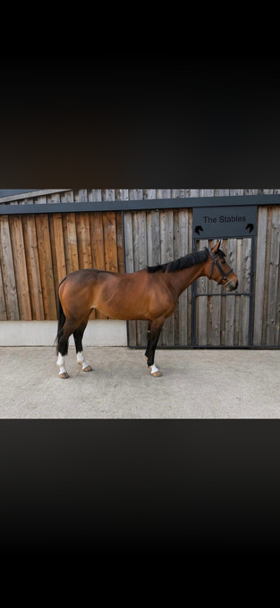 "Callie " Bright Bay Mare Ex Racehorse