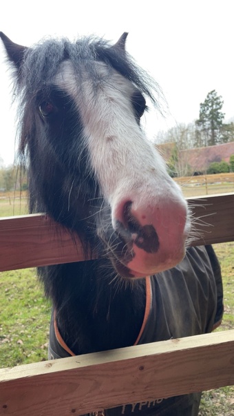 "" Piebald Gelding Cob/Heavy Horse