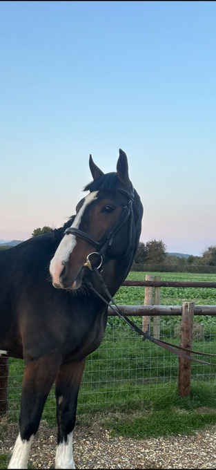 "Spartan ‘ sploge’ " Bay Gelding Hunter