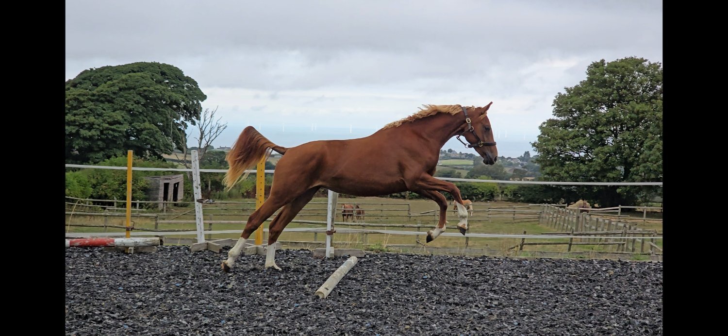 Youngstock and Foals  - "Exceptional qauilty eye catching fillly" Chestnut Filly Youngstock / Foal