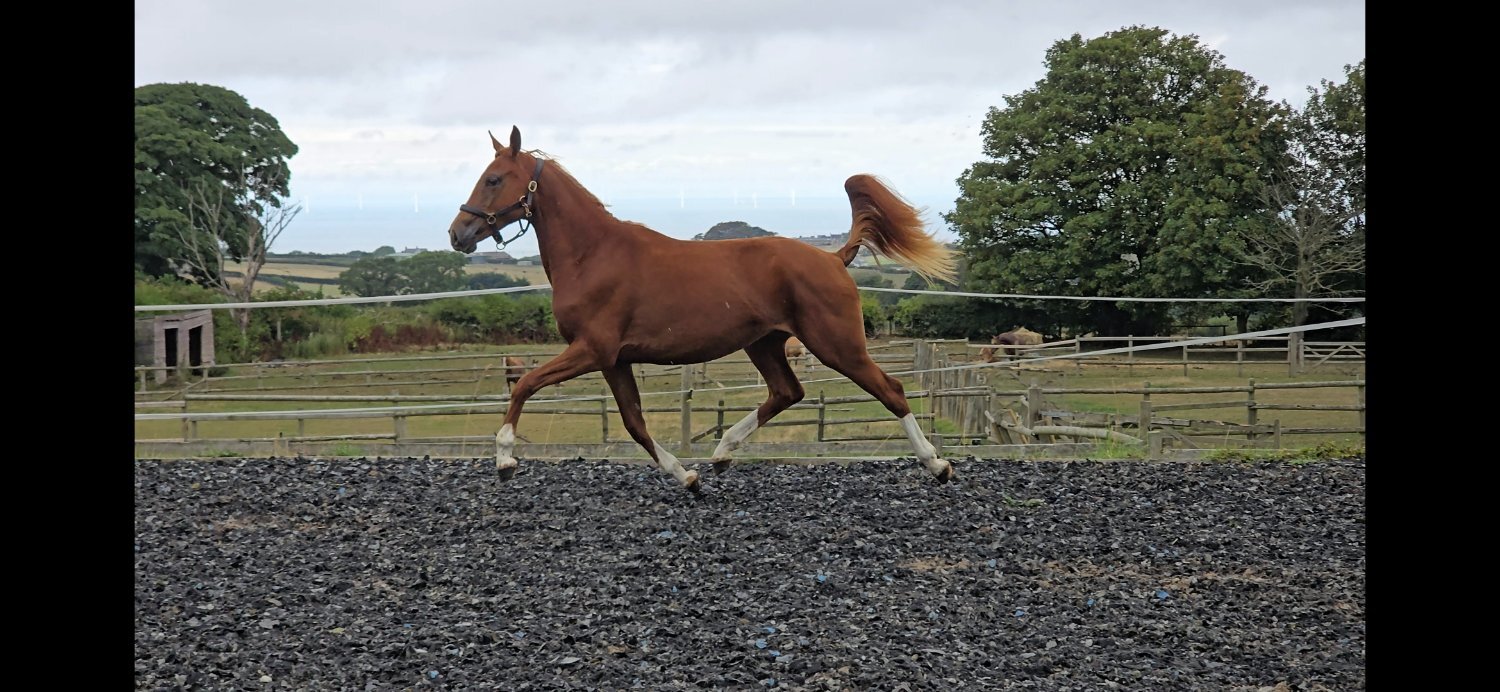 "Exceptional qauilty eye catching fillly" Chestnut Filly Youngstock / Foal - Youngstock and Foals 