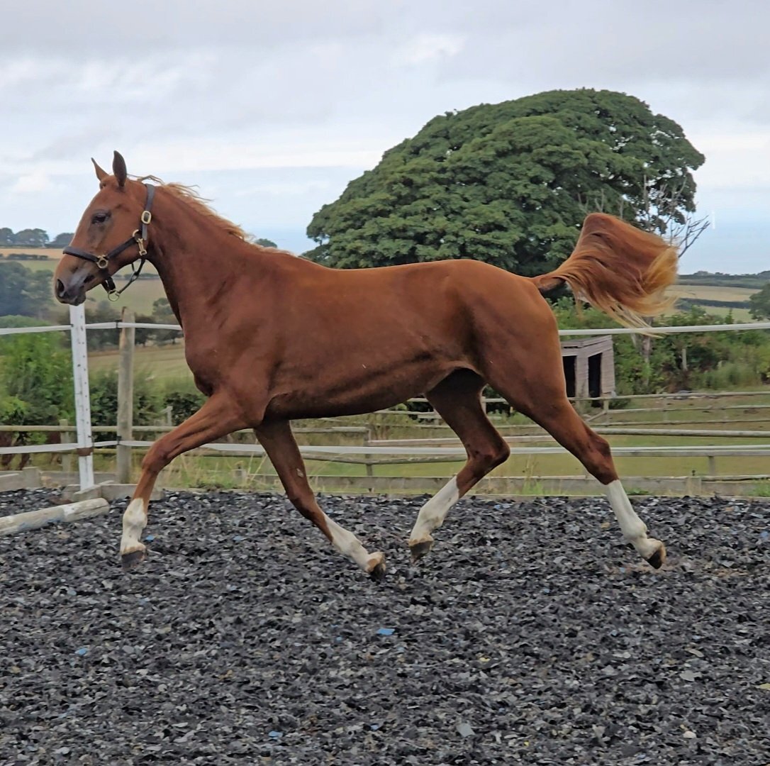 "Exceptional qauilty eye catching fillly" Chestnut Filly Youngstock / Foal - 