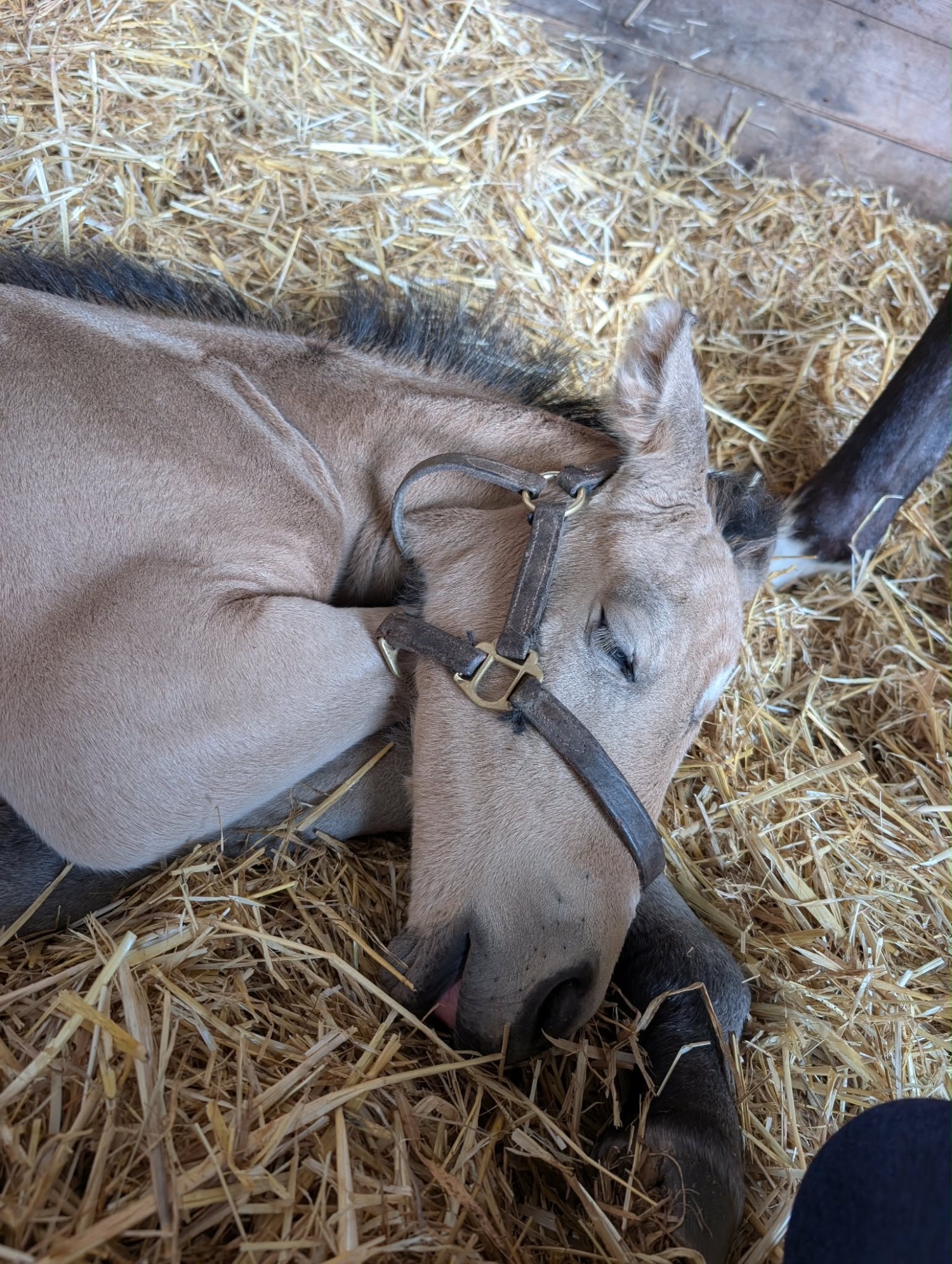 Youngstock and Foals  - "Samson " Buckskin Colt Youngstock / Foal
