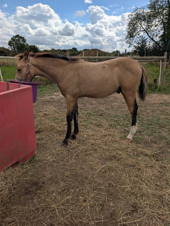 "Samson " Buckskin Colt Youngstock / Foal
