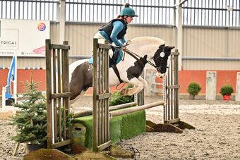 "" Piebald Gelding Cob/Heavy Horse