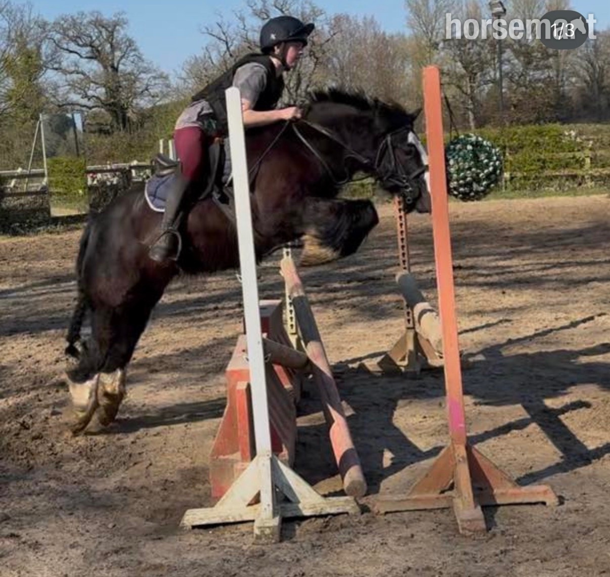 "Bentley" Black Gelding Family Horse in 
