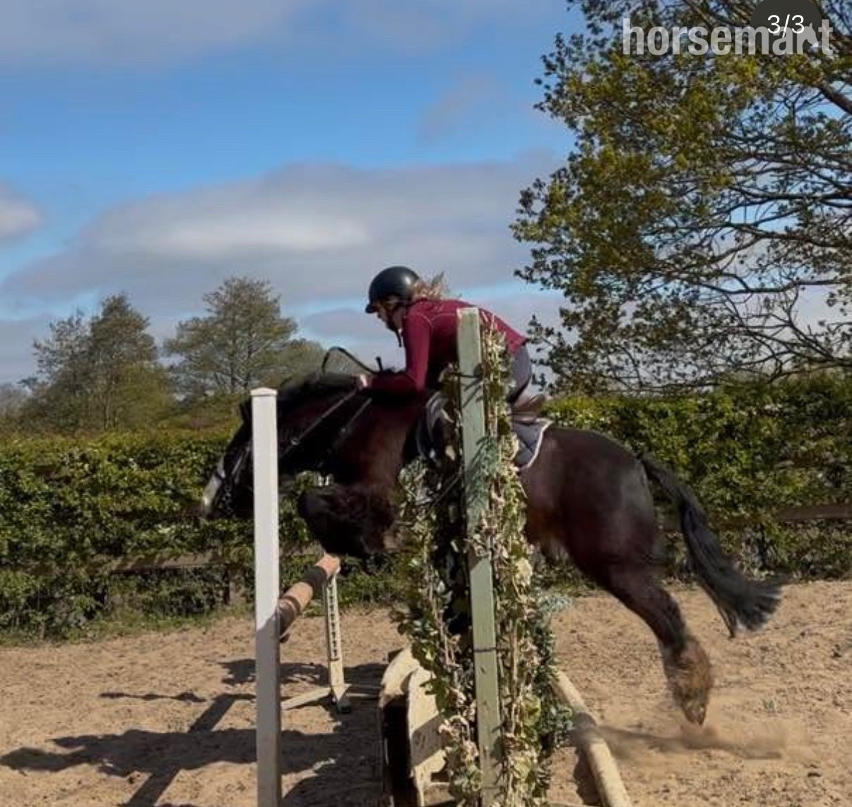 "Bentley" Black Gelding Family Horse - 