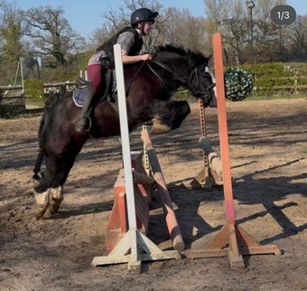 "Bentley" Black Gelding Family Horse
