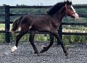 "Connemara x Cob " Chocolate Dun Filly Showing Horse