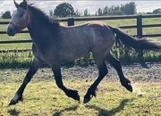 "Irish Draught x Connemara " Dun Filly Young Sport Horse