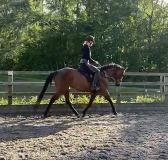 "Bella " Bay Mare All Rounder