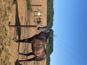 "Sienna" Bay Mare Ex Racehorse