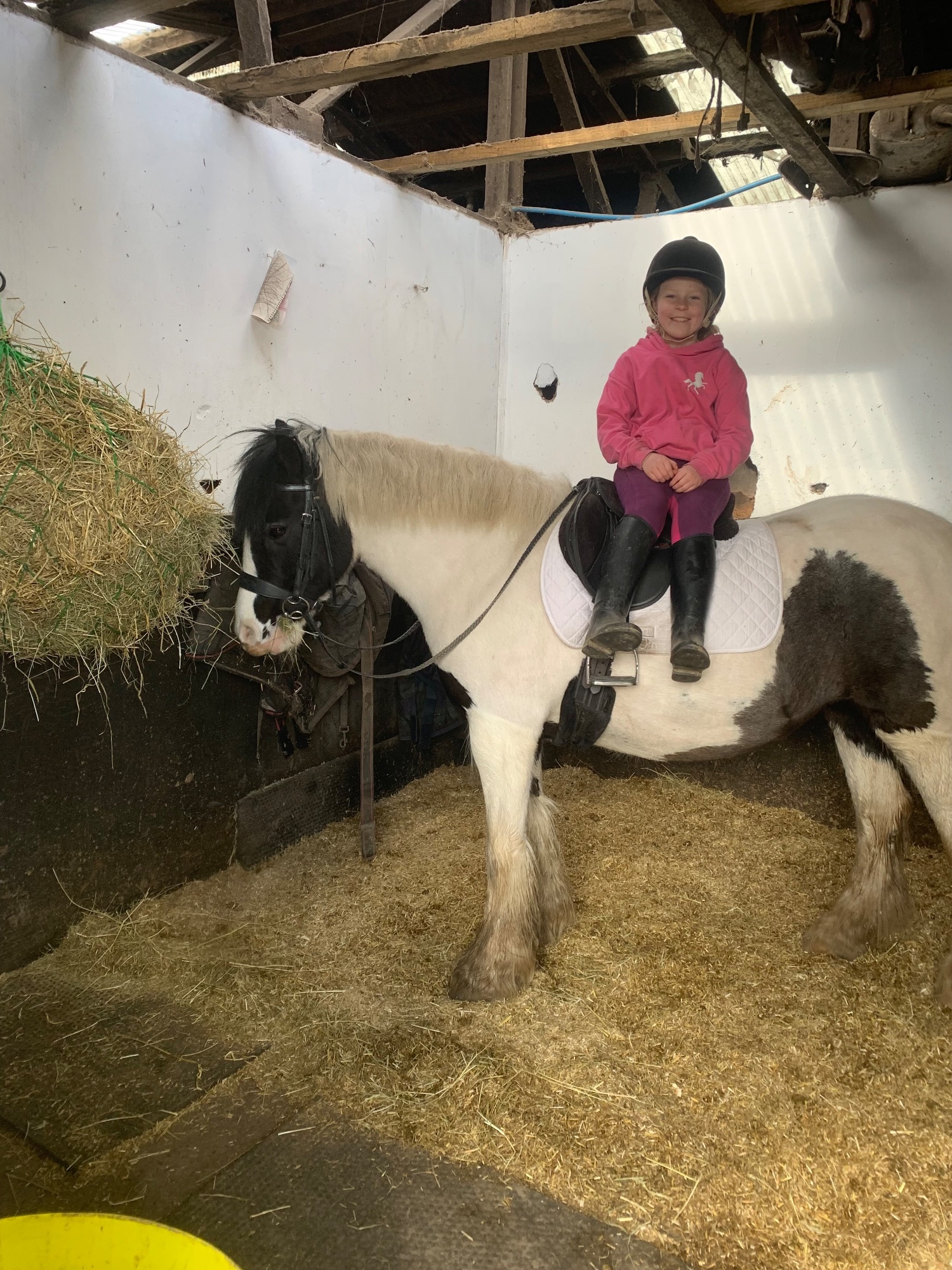 "Matilda " Piebald Mare Lead Rein/First Ridden Pony - Lead Rein & First Ridden Ponies 