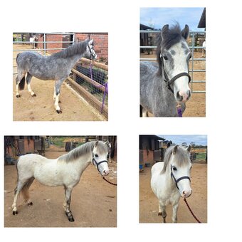 "" Grey Gelding Pony Club Pony