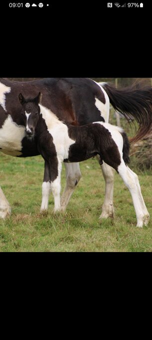 "Tuxedo Knight" Tobiano Colt Youngstock / Foal