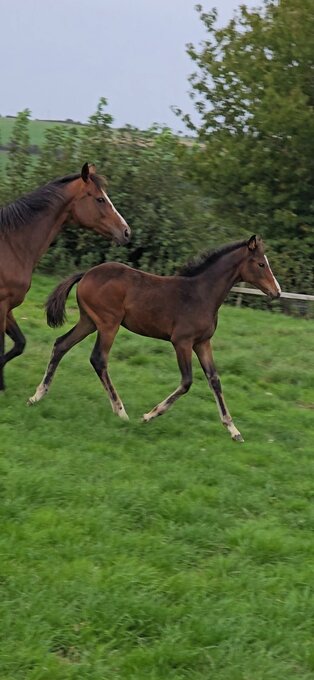 "Elegant sweet natured filly " Dark Bay Filly Youngstock / Foal