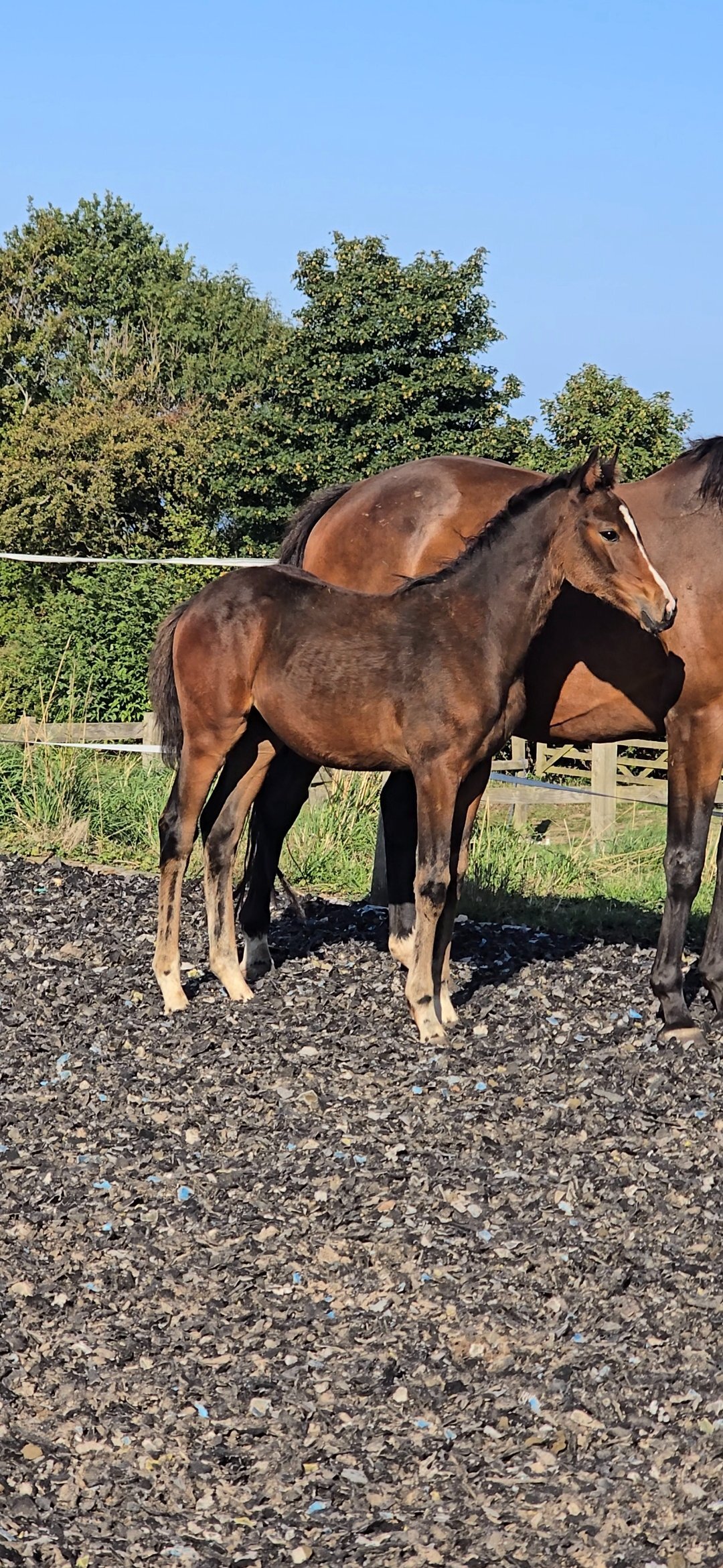 Youngstock and Foals  - "Elegant sweet natured filly " Dark Bay Filly Youngstock / Foal