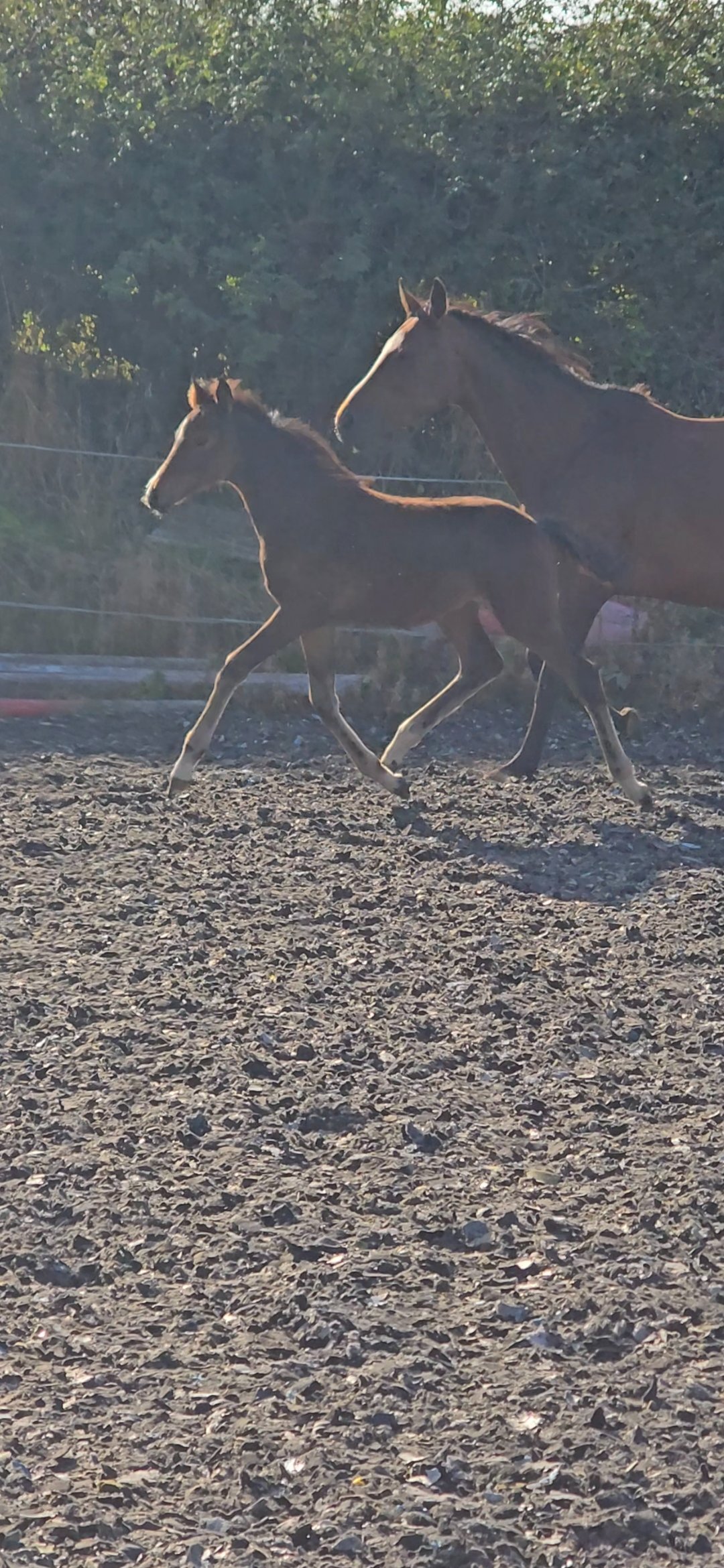 "Elegant sweet natured filly " Dark Bay Filly Youngstock / Foal - Youngstock and Foals 