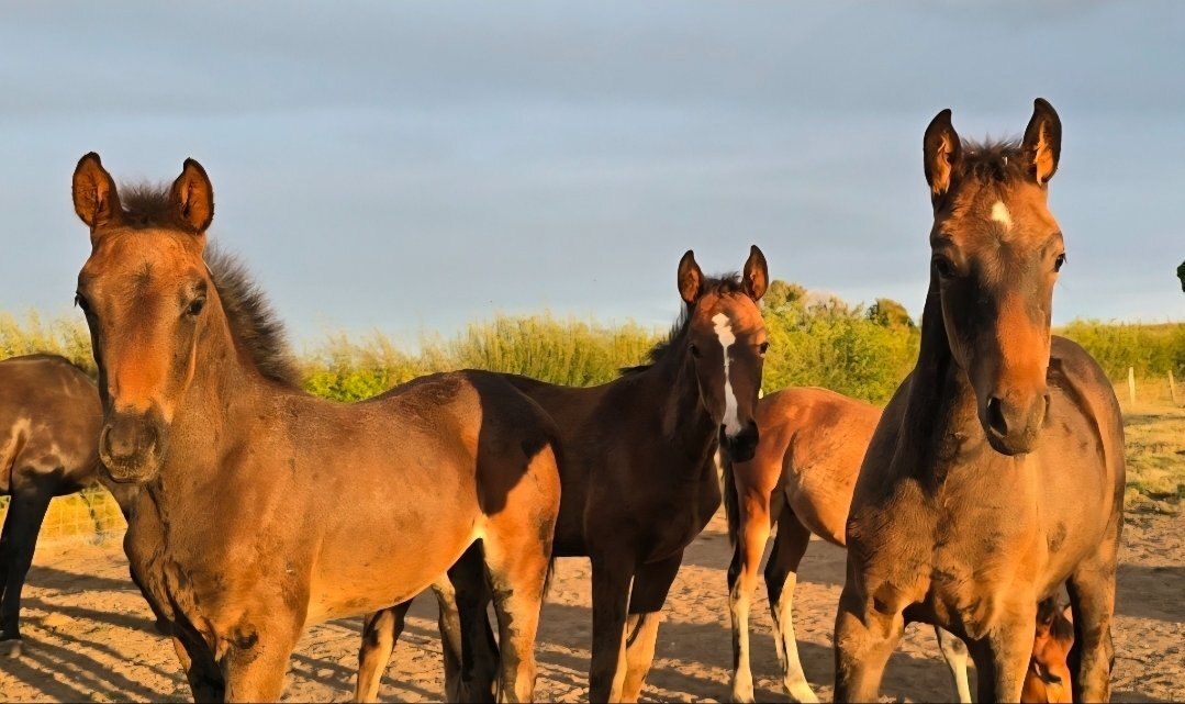 "Elegant sweet natured filly " Dark Bay Filly Youngstock / Foal - Youngstock and Foals