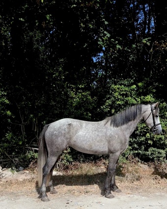 "Ettie " Dapple Grey Mare Young Sport Horse