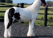 " Traditional Show Cob " Piebald Gelding Cob/Heavy Horse