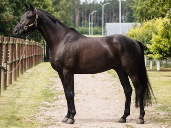 "Super " Black Gelding Dressage Horse