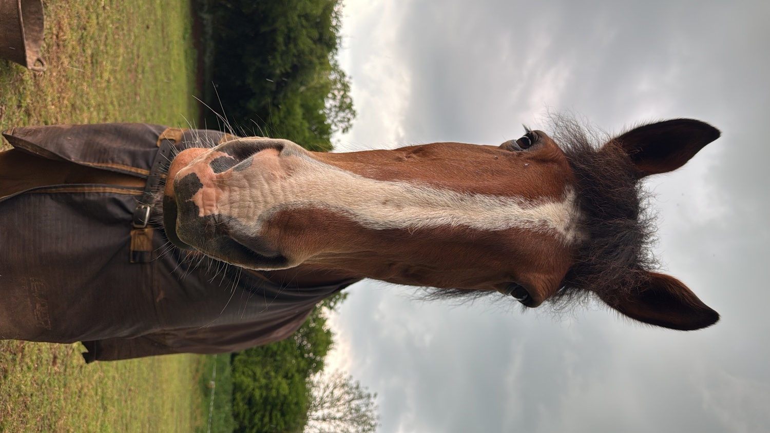 "Angus The First" Bay Gelding Cob/Heavy Horse - Cobs & Heavy Horses 