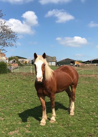 "" Chestnut Mare Cob/Heavy Horse