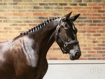 "JDS GLANZETTI " Black Mare Dressage Horse