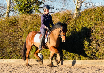"Little Miss Bridgerton (Bambi) " Bay Mare All Rounder