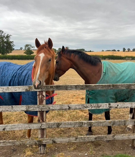 "Gaston (The Young Adonis)" Chestnut Gelding All Rounder
