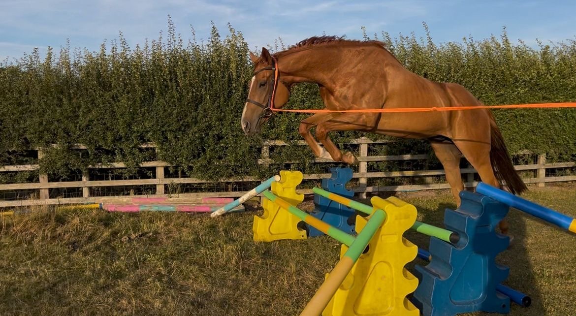 All Rounders  - "Gaston (The Young Adonis)" Chestnut Gelding All Rounder