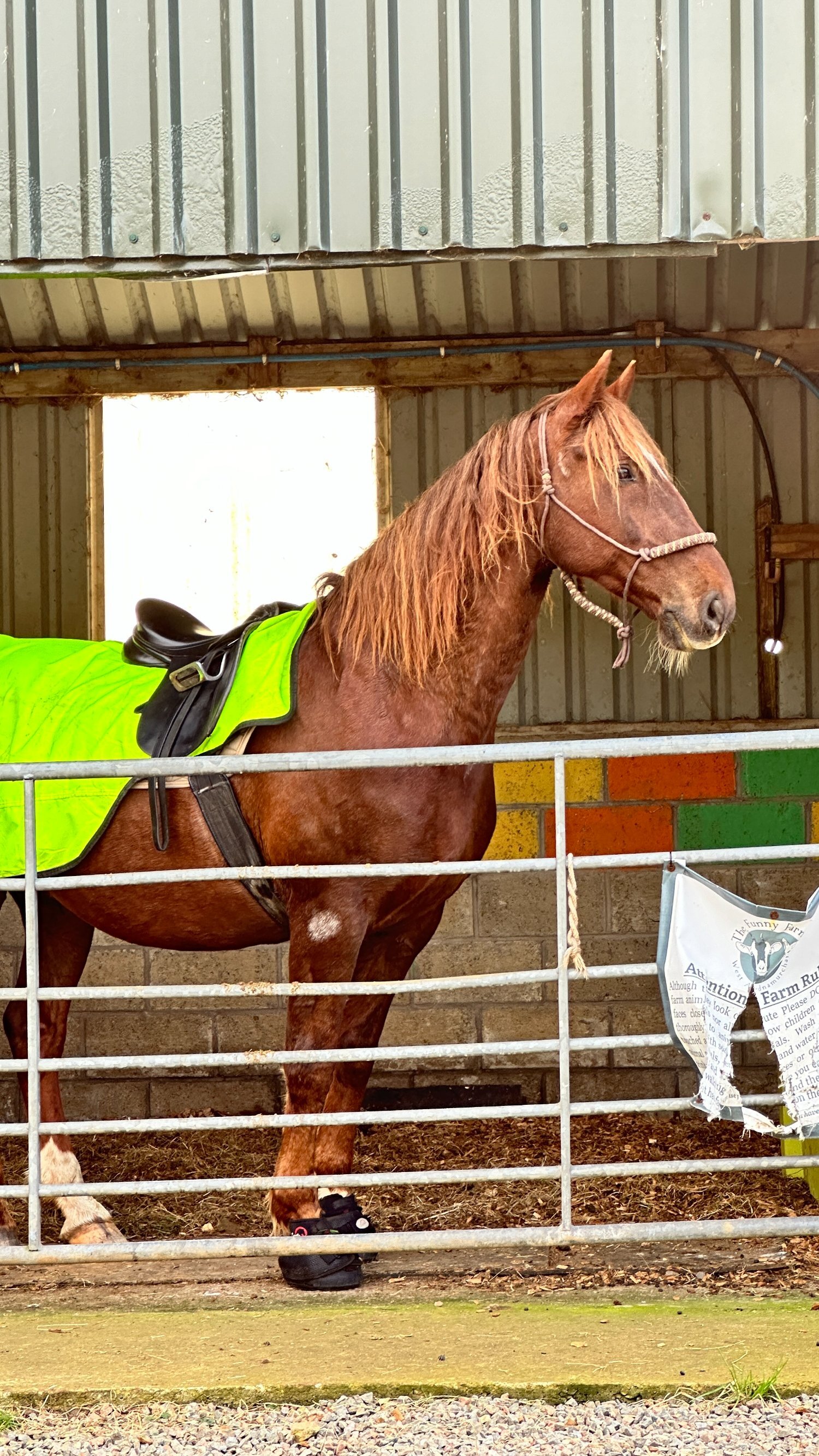  "Endrinus ( Dave )" Chestnut Gelding All Rounder