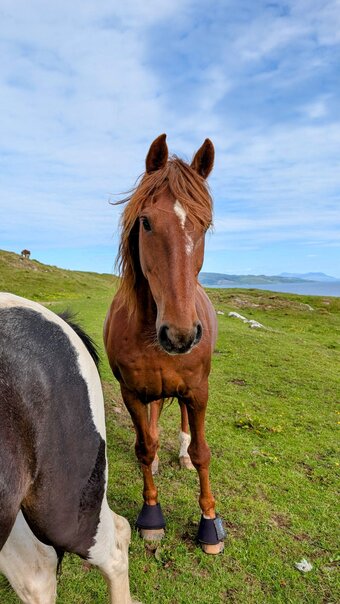 "Endrinus ( Dave )" Chestnut Gelding All Rounder