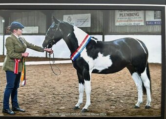 "Toplines Diamond Light " Tobiano Filly Coloured