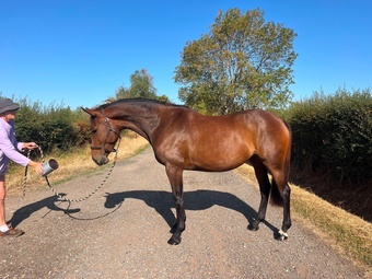 "Quintessence (Olive)" Bay Mare All Rounder