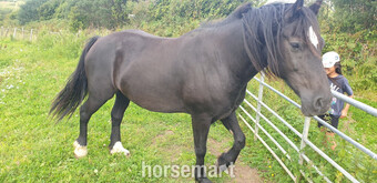 "STAR (Cochycwm Starlight)" Black Gelding Cob/Heavy Horse