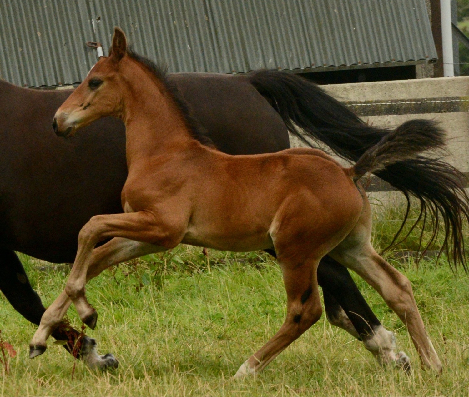 Youngstock and Foals  - "Paddy" Bay Colt Youngstock / Foal