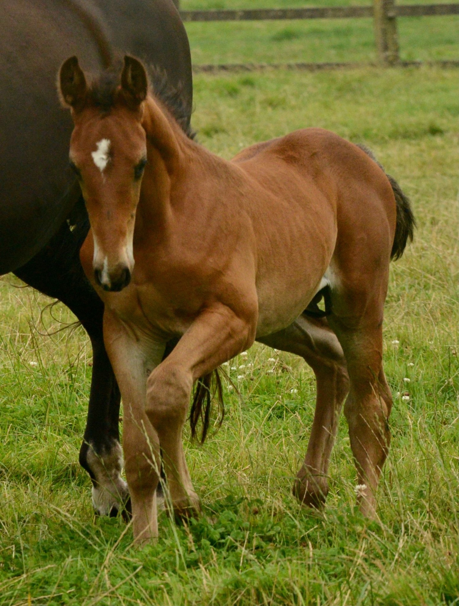 "Paddy" Bay Colt Youngstock / Foal - Youngstock and Foals 