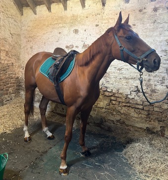 "Lugh" Chestnut Gelding Ex Racehorse