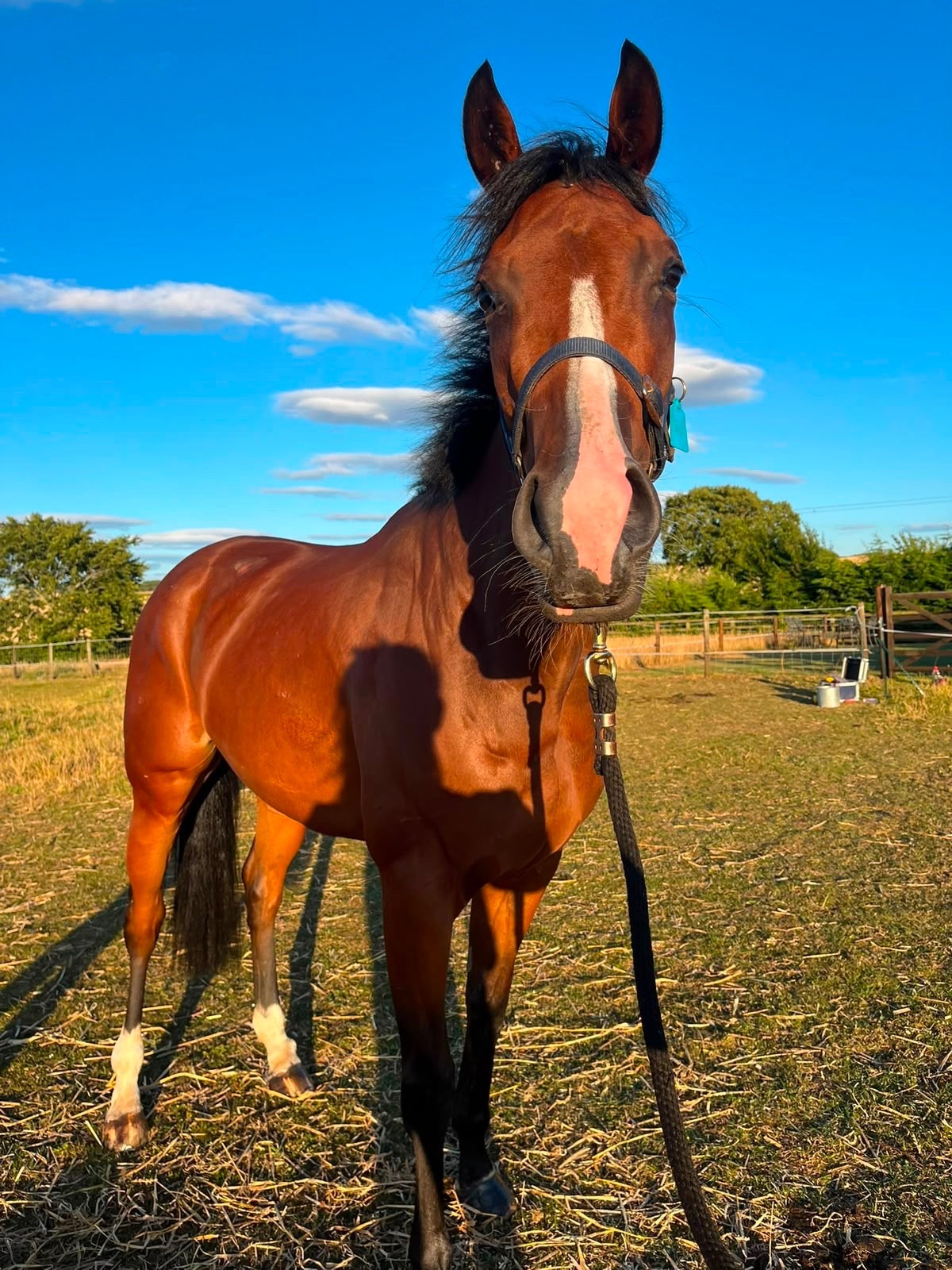 "Bobby" Bay Filly All Rounder