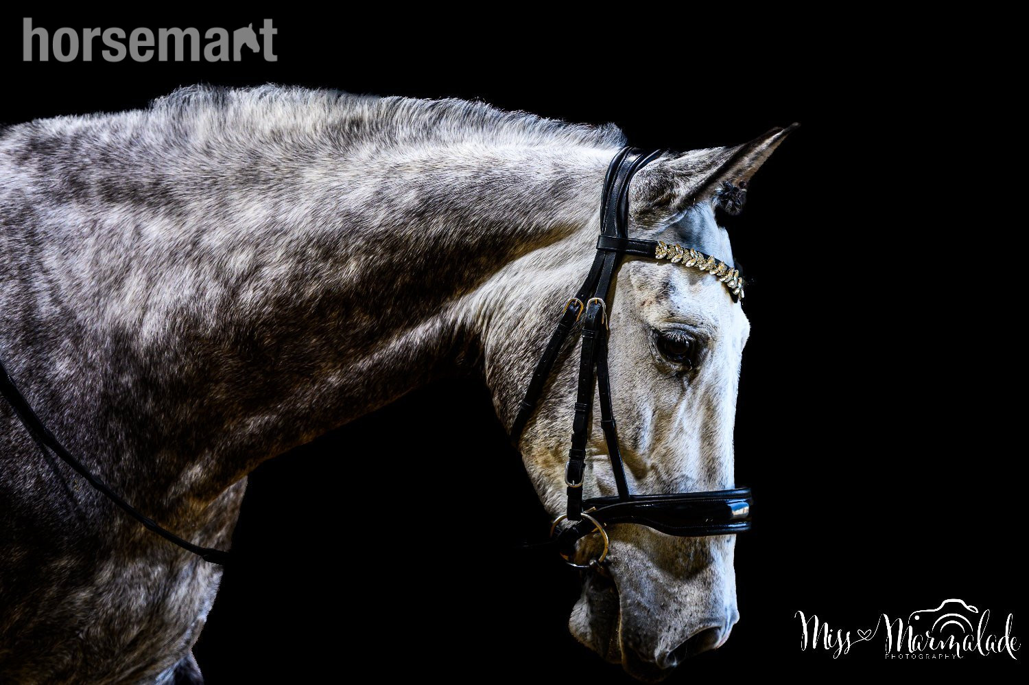 Dressage Horses  - "MONACO DE AIMARAN" Dapple Grey Gelding Dressage Horse