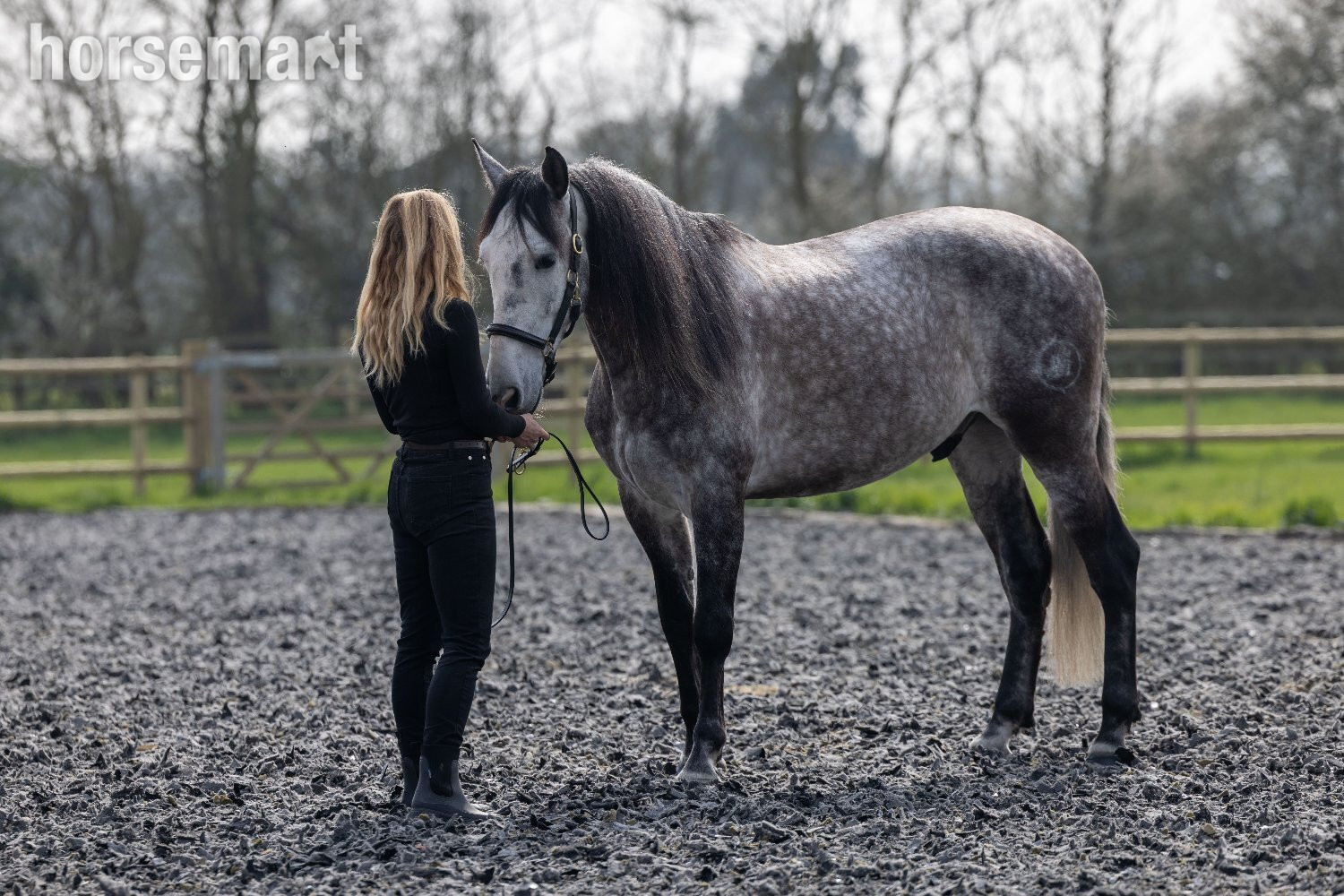 "MONACO DE AIMARAN" Dapple Grey Gelding Dressage Horse