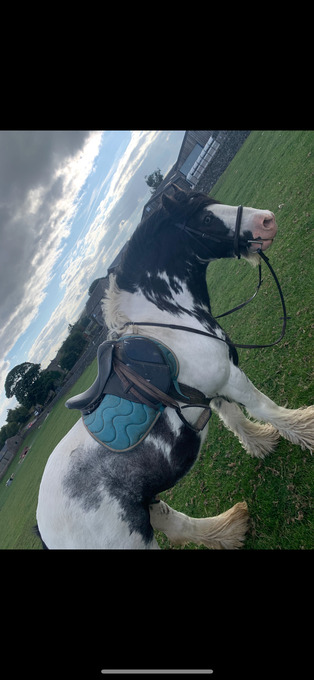 "Rocky " Piebald Gelding Cob/Heavy Horse
