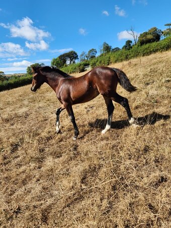 "Dyffryn Cothi Annest" Bay Filly Youngstock / Foal