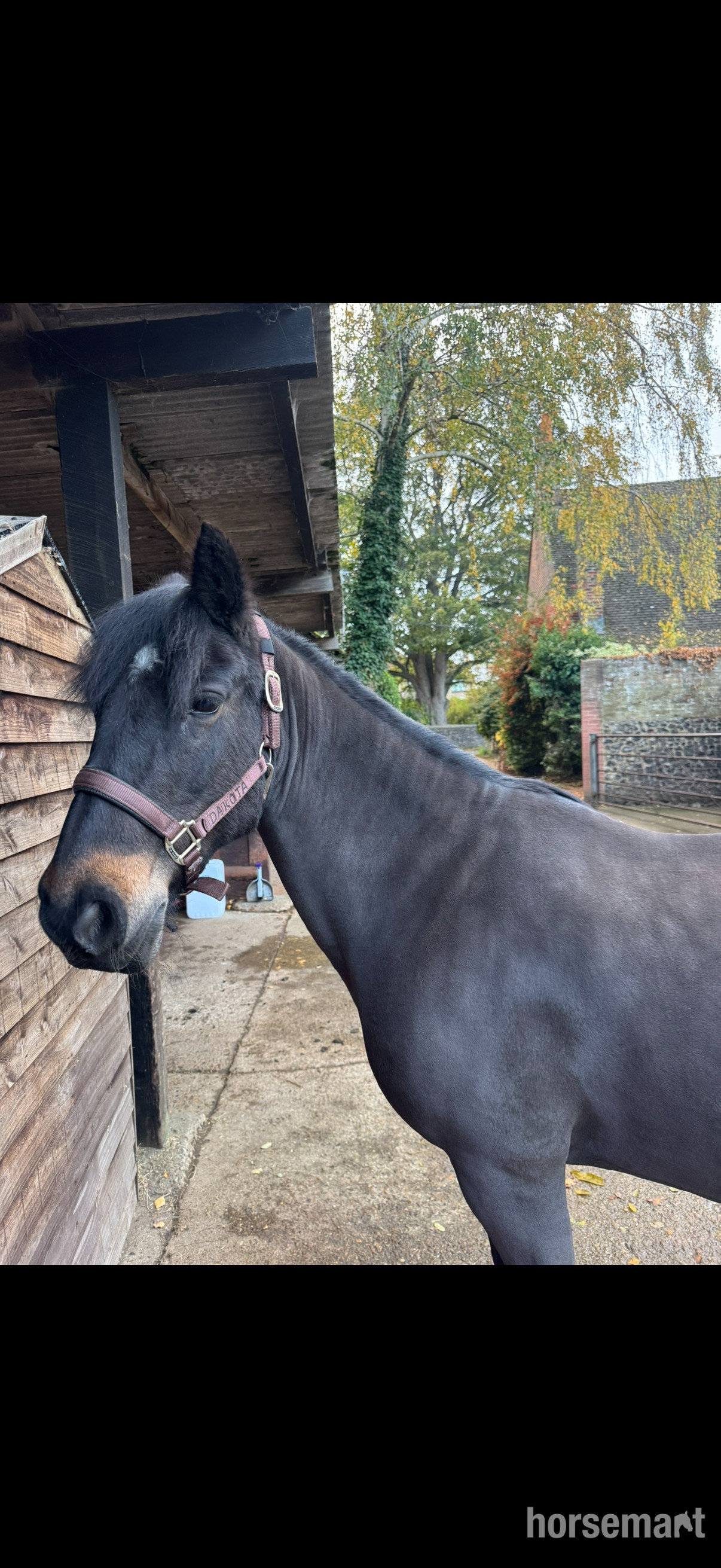 Happy Hackers  - "Dakota" Dark Bay Mare Happy Hacker