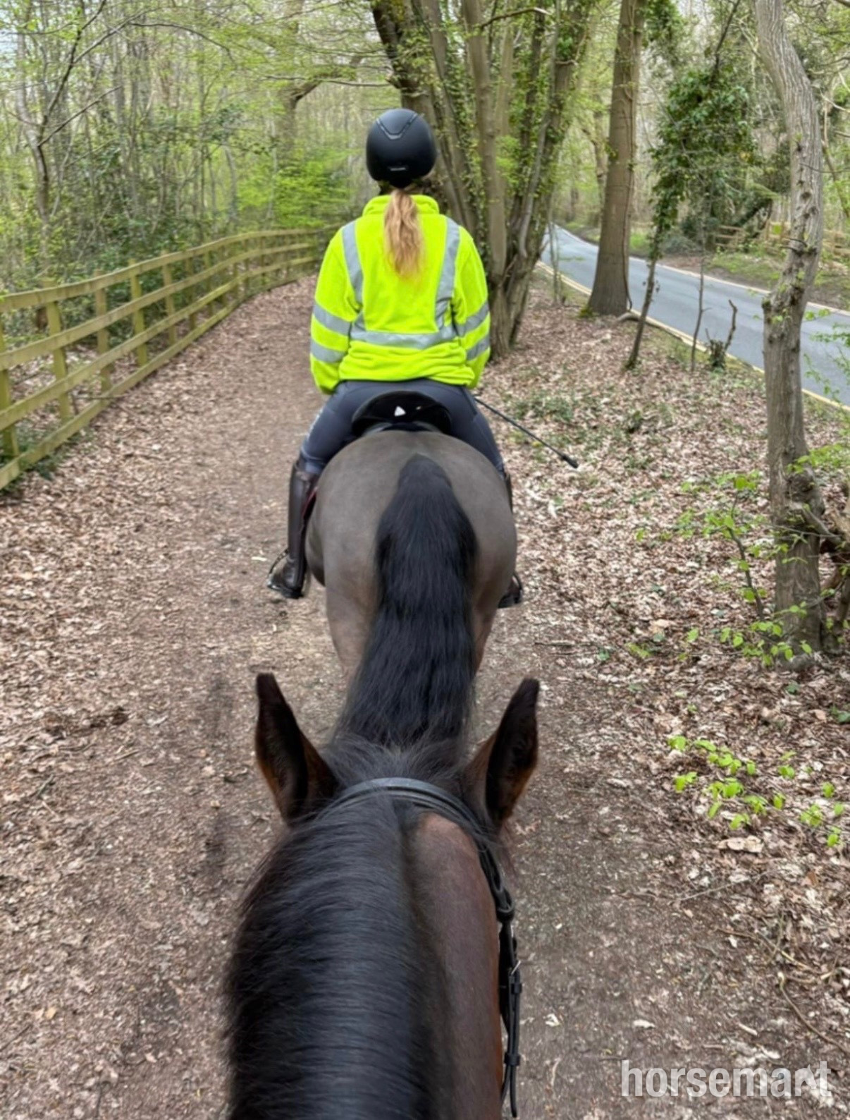 "Dakota" Dark Bay Mare Happy Hacker - 