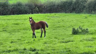 ""  Filly Youngstock / Foal