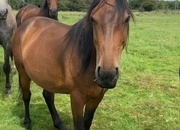 "Nugget " Bay Gelding Youngstock / Foal